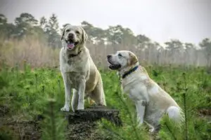 Best Dog Food for Labs, labrador, breed, dogs