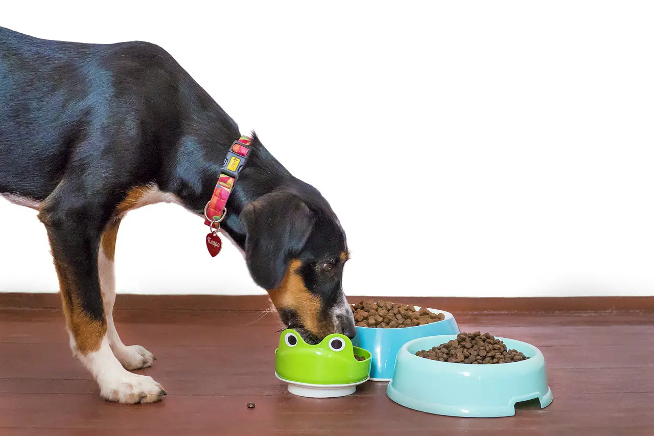 dog, pet, food, What is the best food to feed my dog?